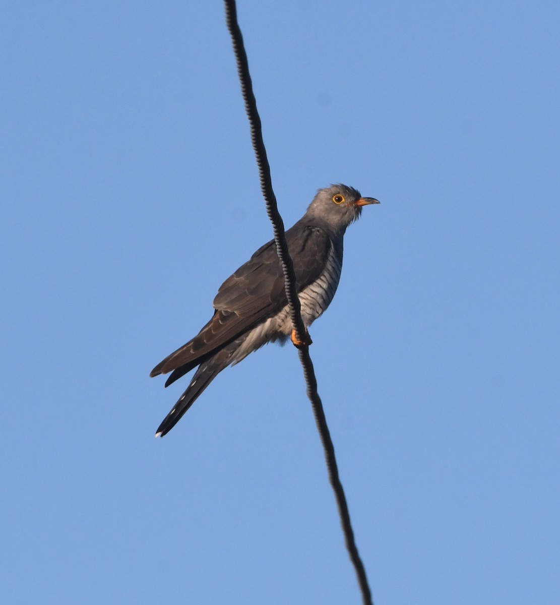 African Cuckoo - ML616635445