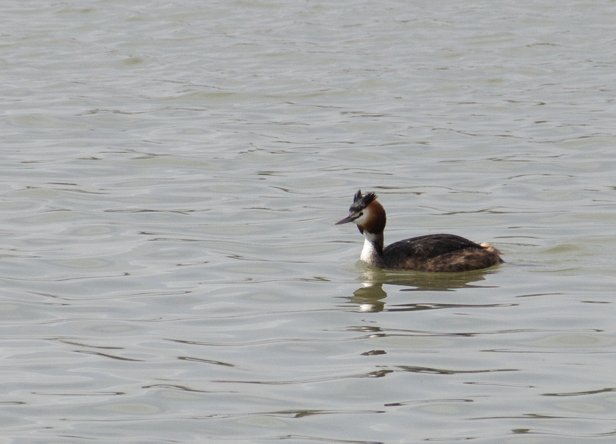 Great Crested Grebe - ML616635491