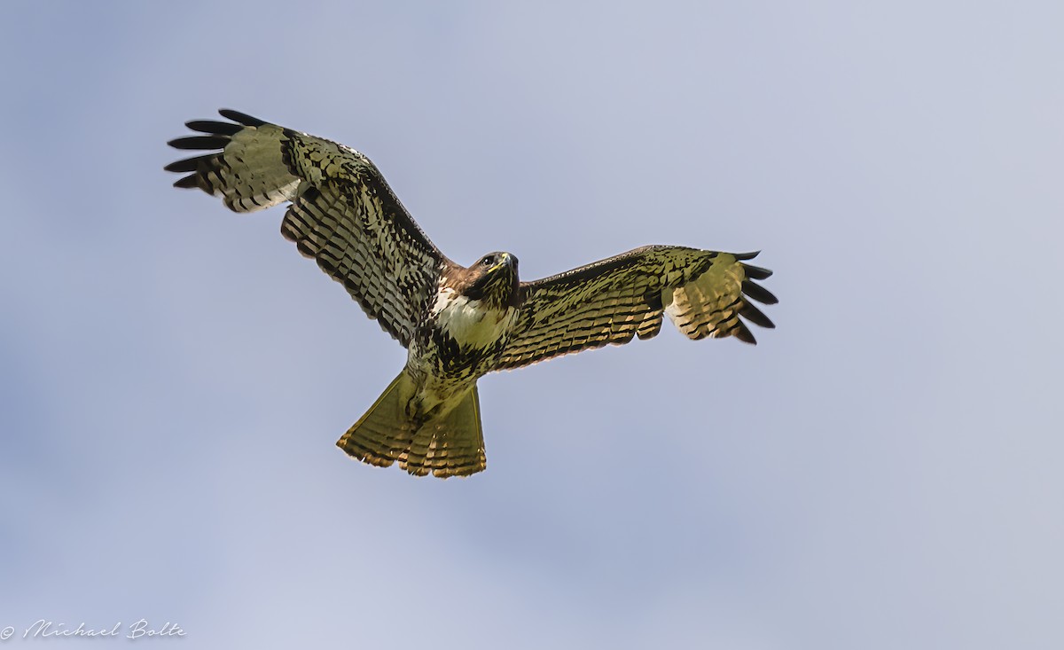 Red-tailed Hawk - ML616635698