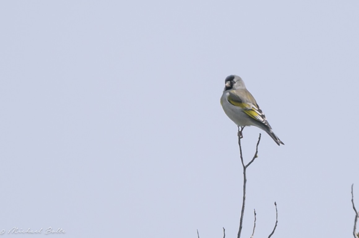 Lawrence's Goldfinch - ML616635721