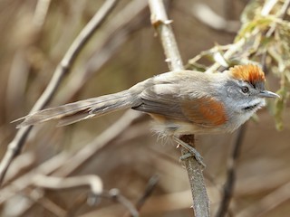  - Rio Orinoco Spinetail