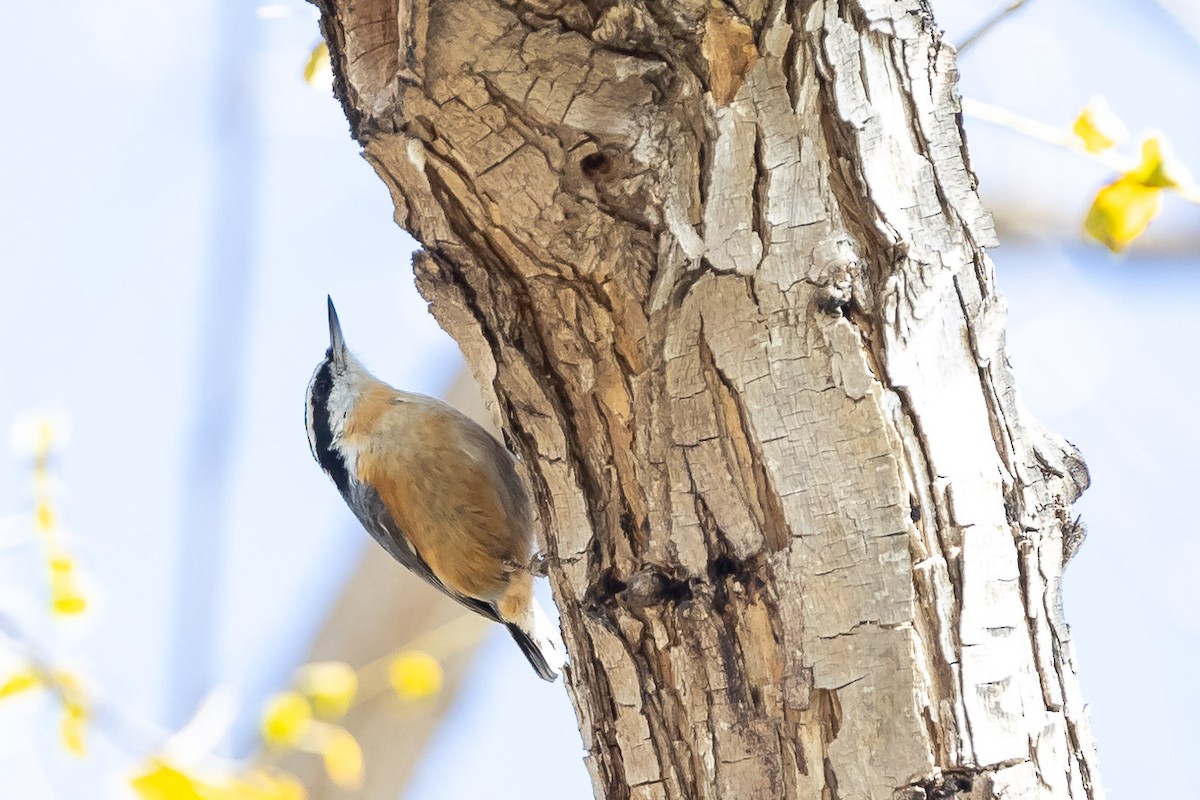 Red-breasted Nuthatch - Jeff Bray