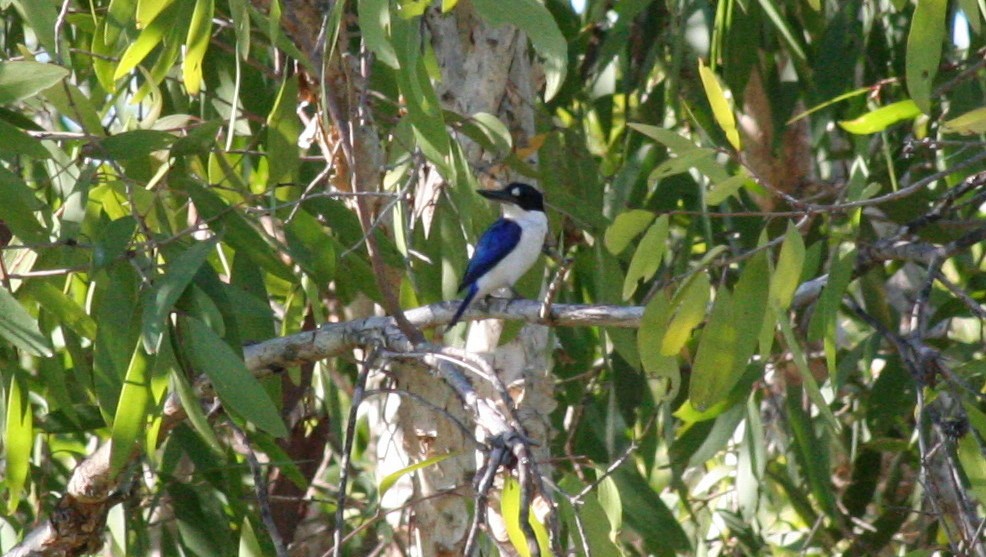 Forest Kingfisher - ML616635907
