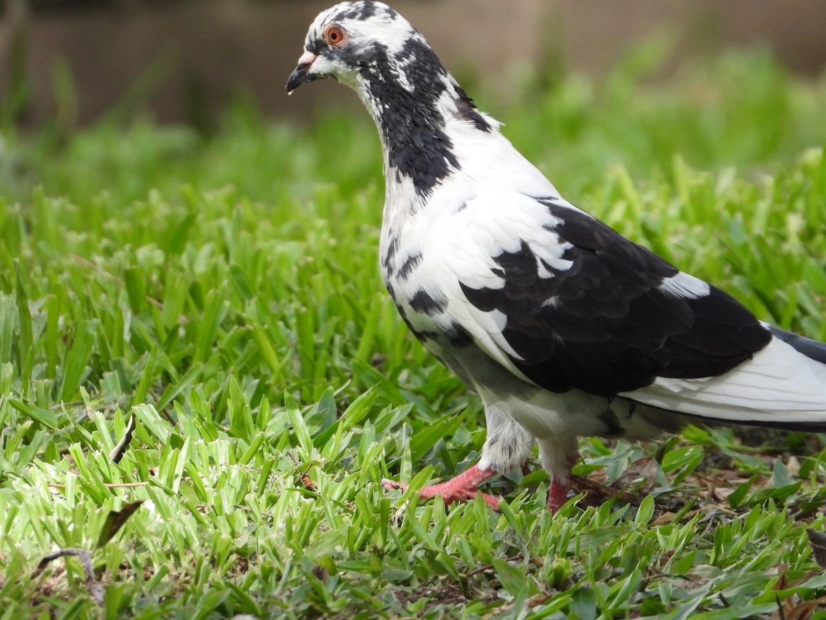 Rock Pigeon (Feral Pigeon) - ML616635920