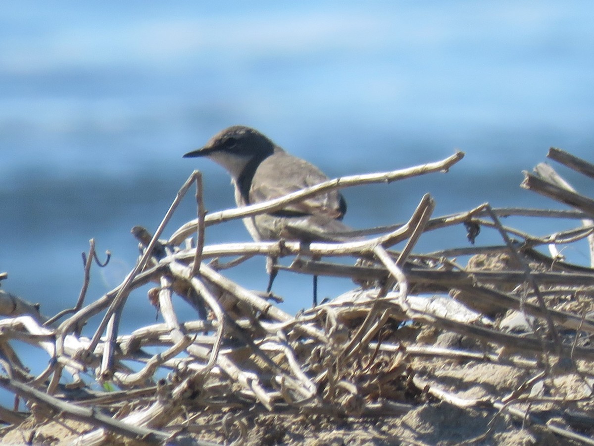 Cape Wagtail - ML616636038