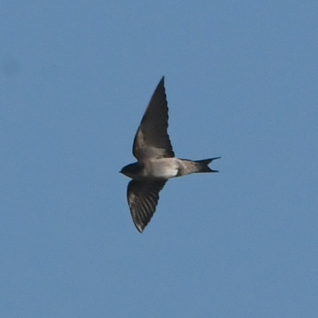 Pearl-breasted Swallow - ML616636077