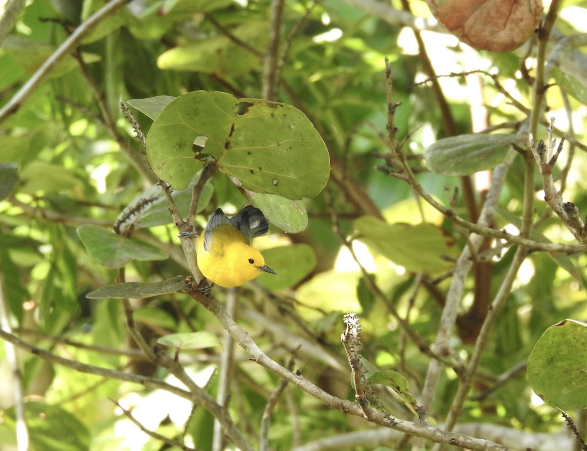 Prothonotary Warbler - ML616636098