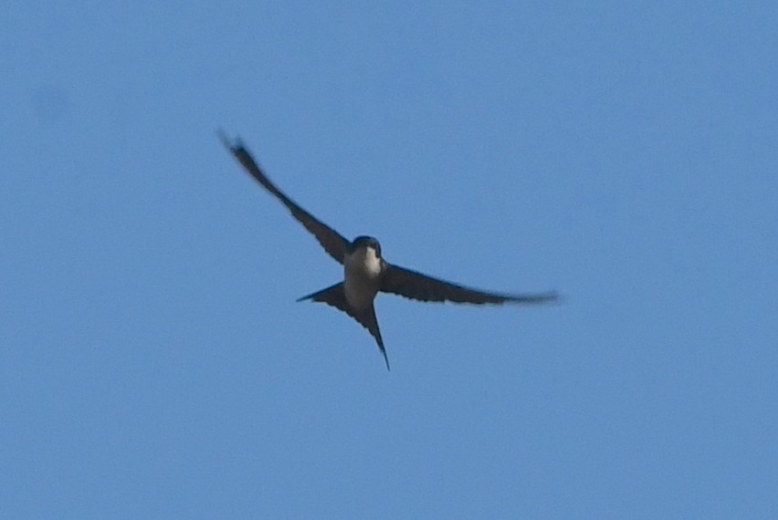 Pearl-breasted Swallow - ML616636100
