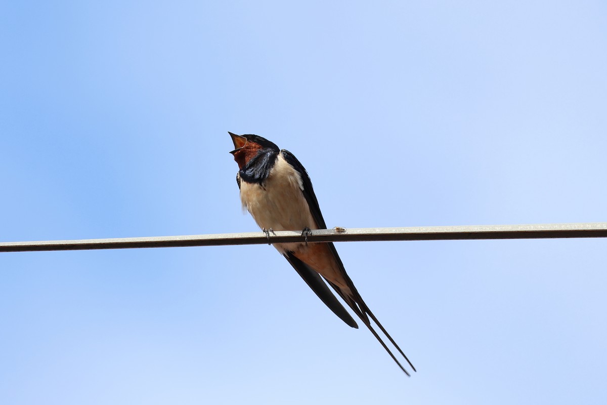Barn Swallow - ML616636155