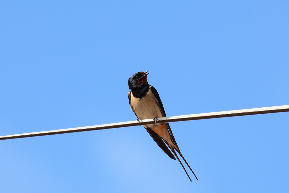 Barn Swallow - ML616636156