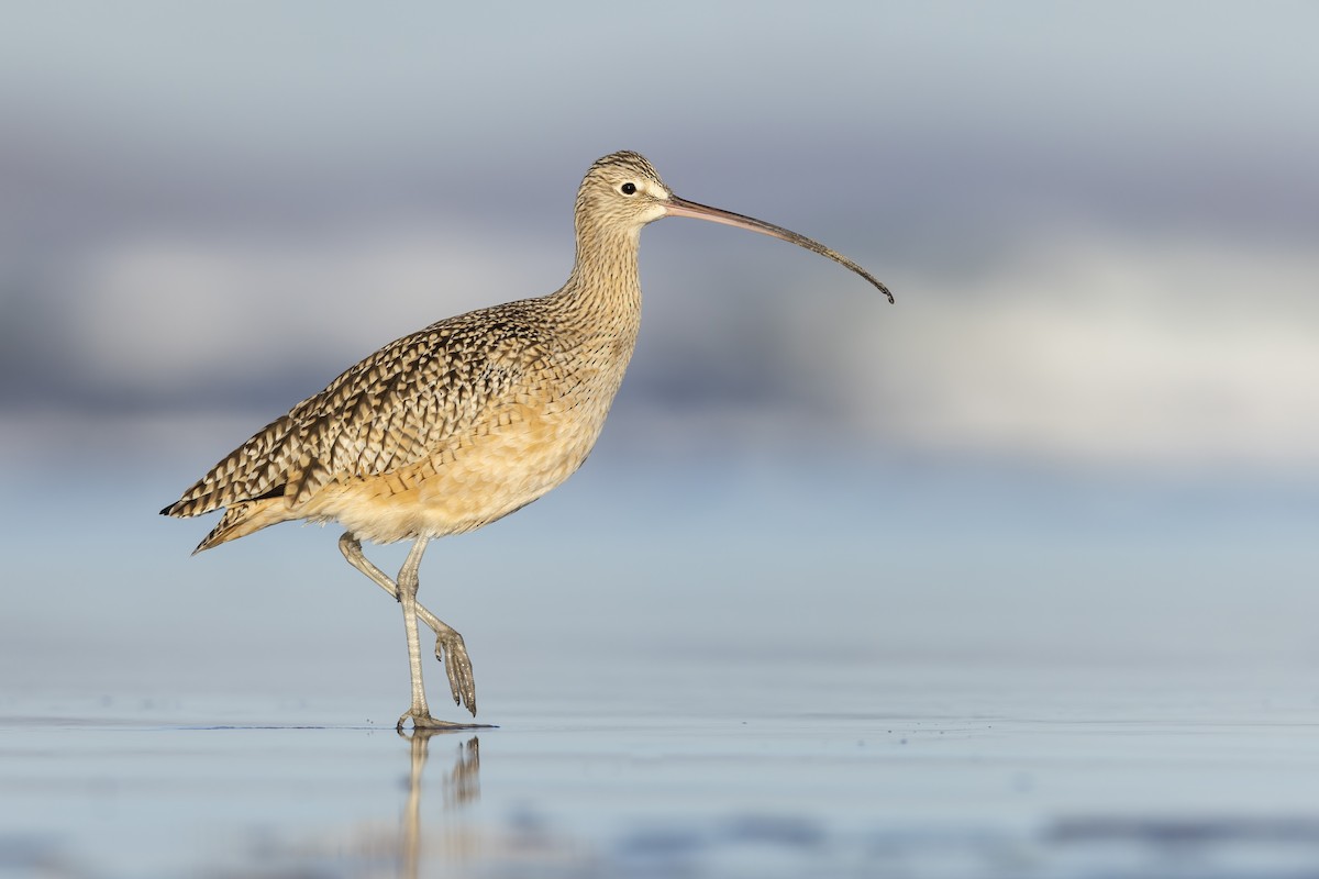 Long-billed Curlew - ML616636250