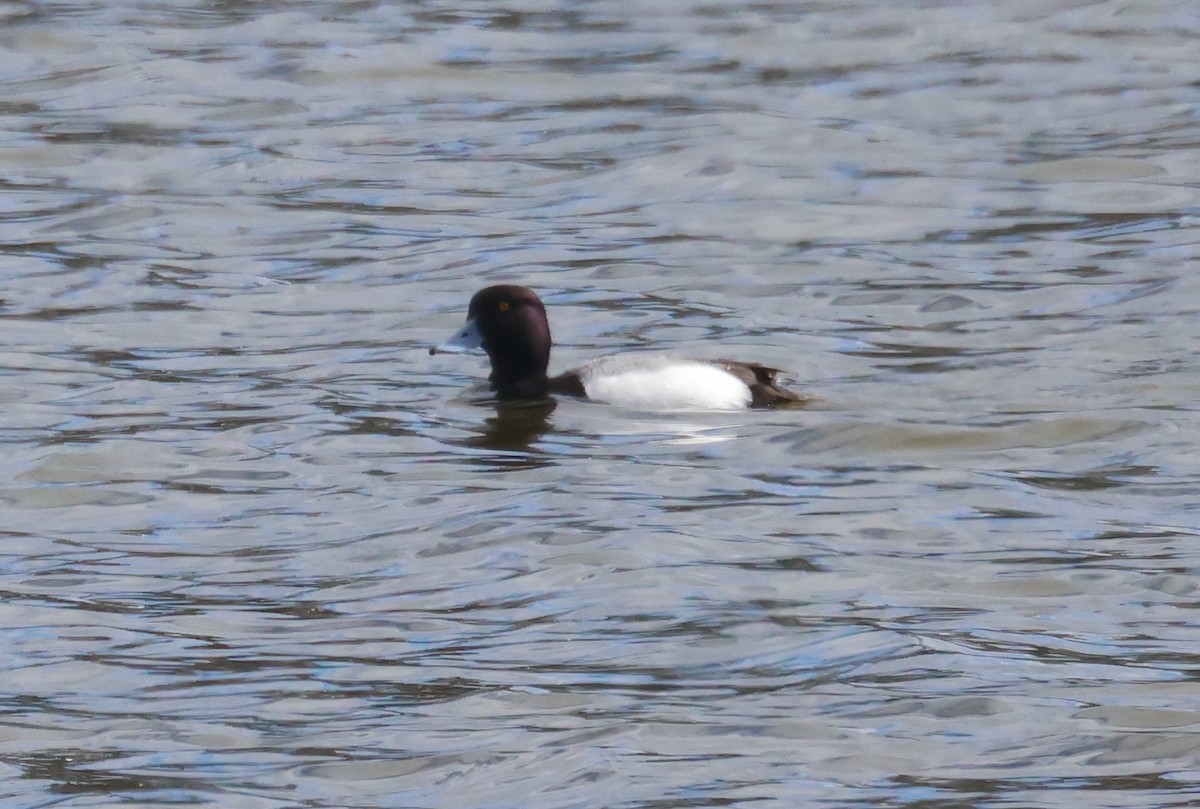 Greater/Lesser Scaup - ML616636313