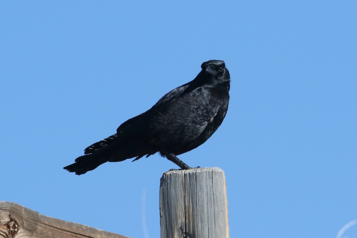 American Crow - ML616636331