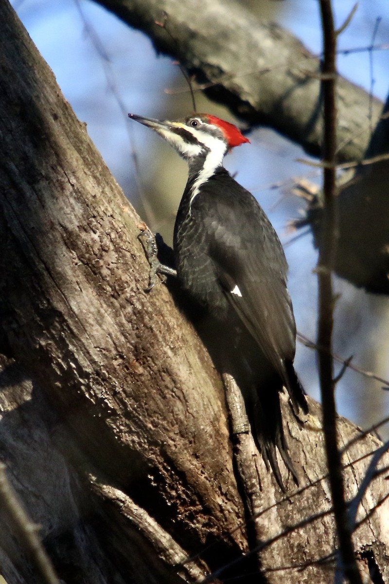Pileated Woodpecker - ML616636348