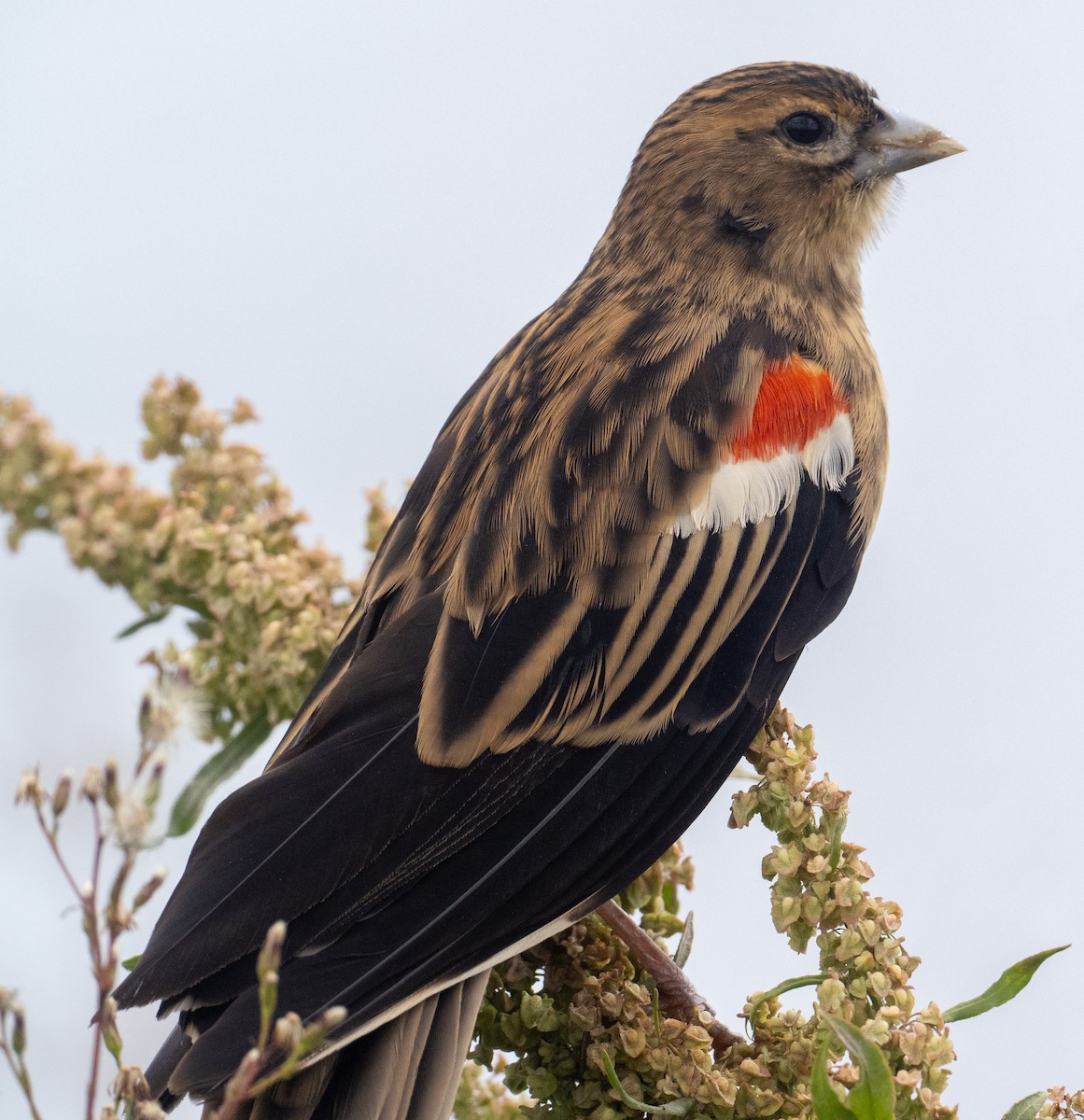 Long-tailed Widowbird - ML616636352