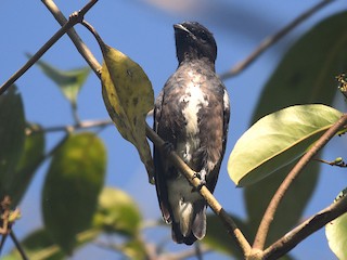 นกเต็มวัย - Armida Madngisa - ML616636411