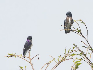 雄鳥和雌鳥 - Jhonathan Miranda - Wandering Venezuela Birding Expeditions - ML616636413