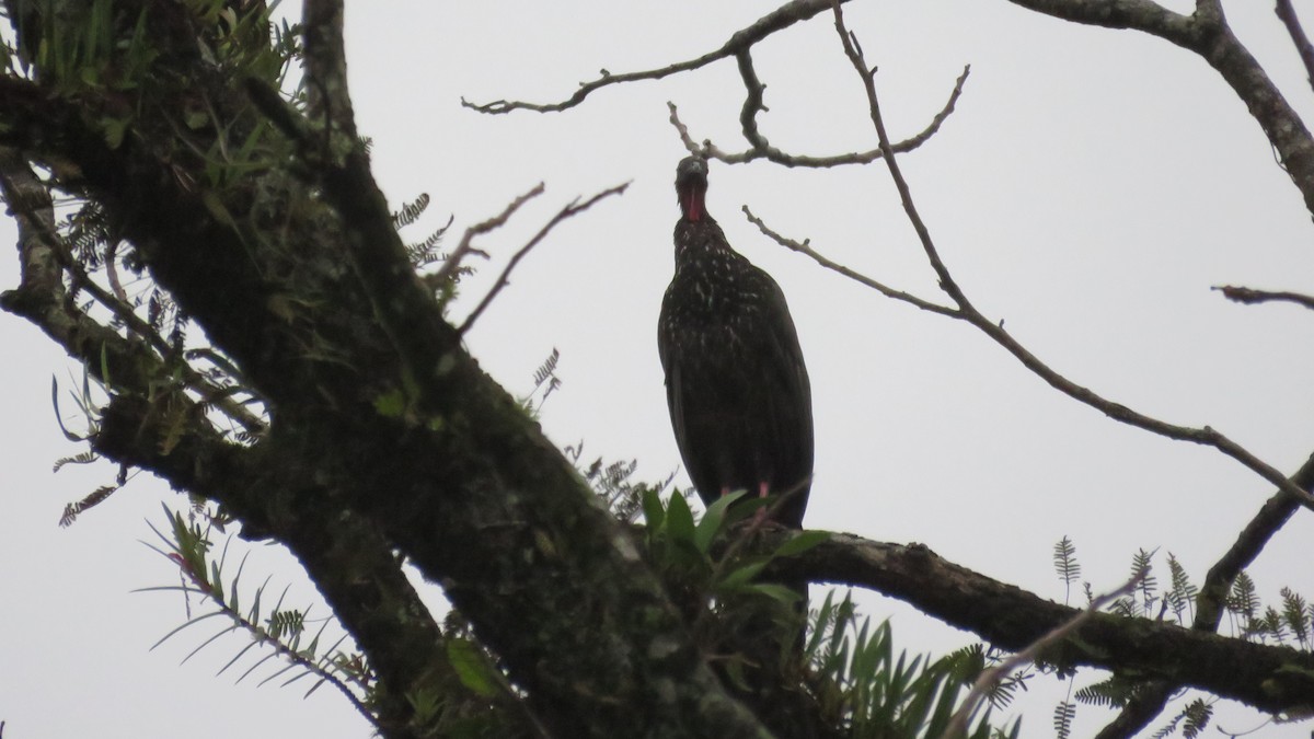 Crested Guan - ML616636726