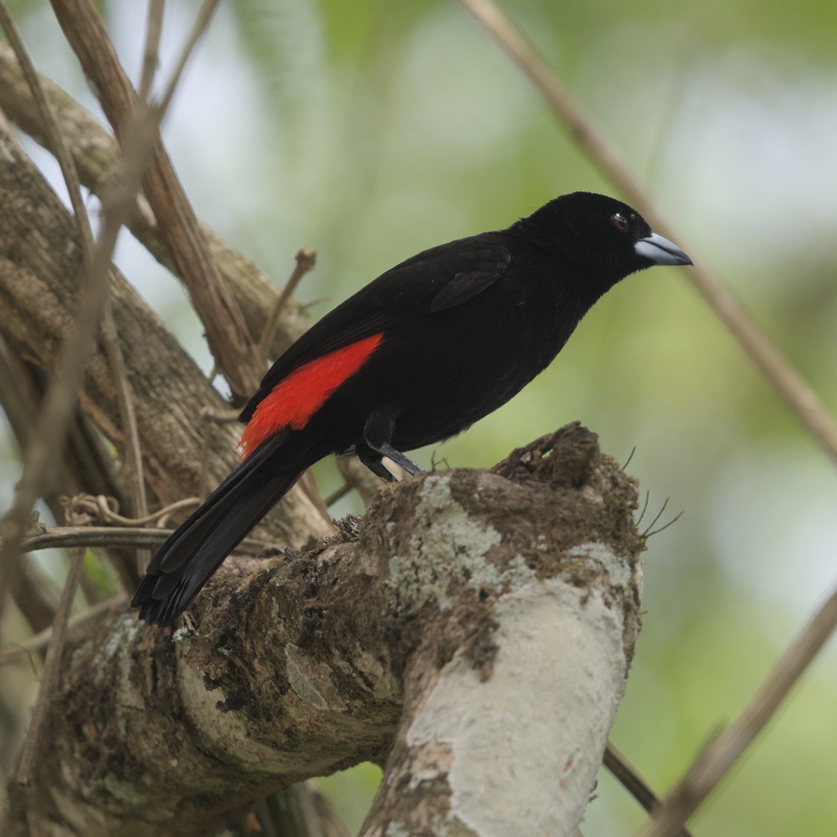 Scarlet-rumped Tanager (Cherrie's) - ML616636727
