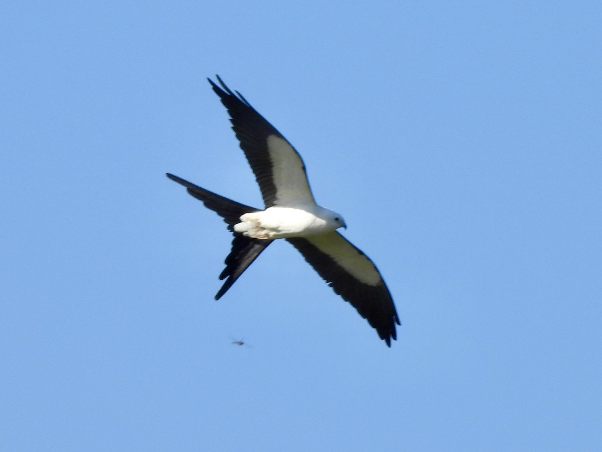 Swallow-tailed Kite - ML616636730