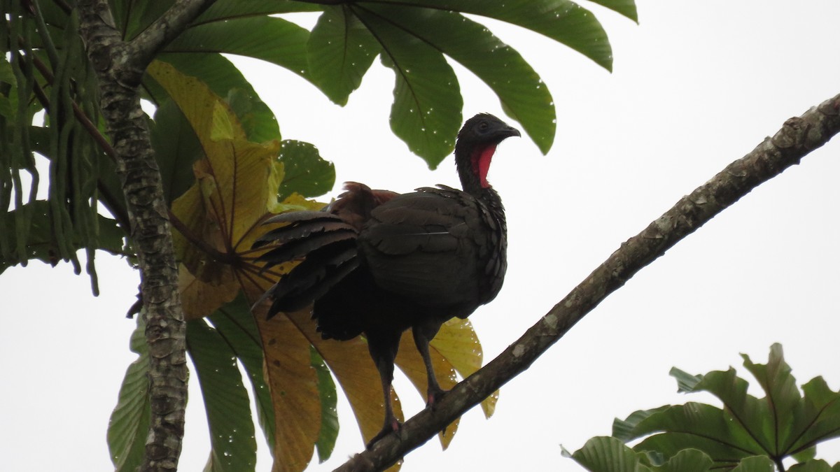 Crested Guan - ML616636791