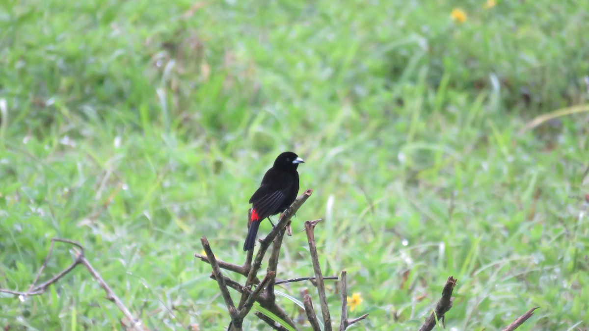 Scarlet-rumped Tanager - Abby Tuerke