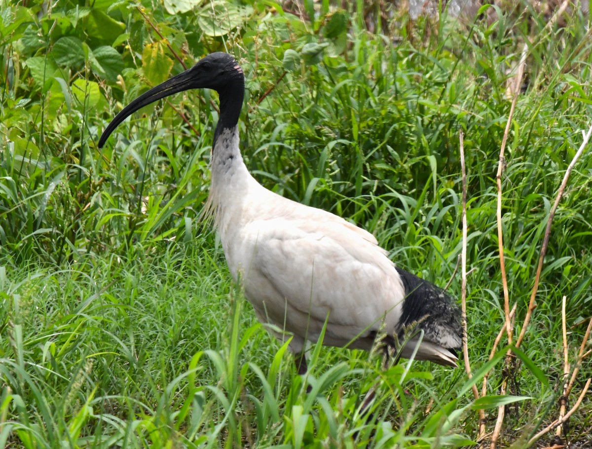 ibis australský - ML616636837