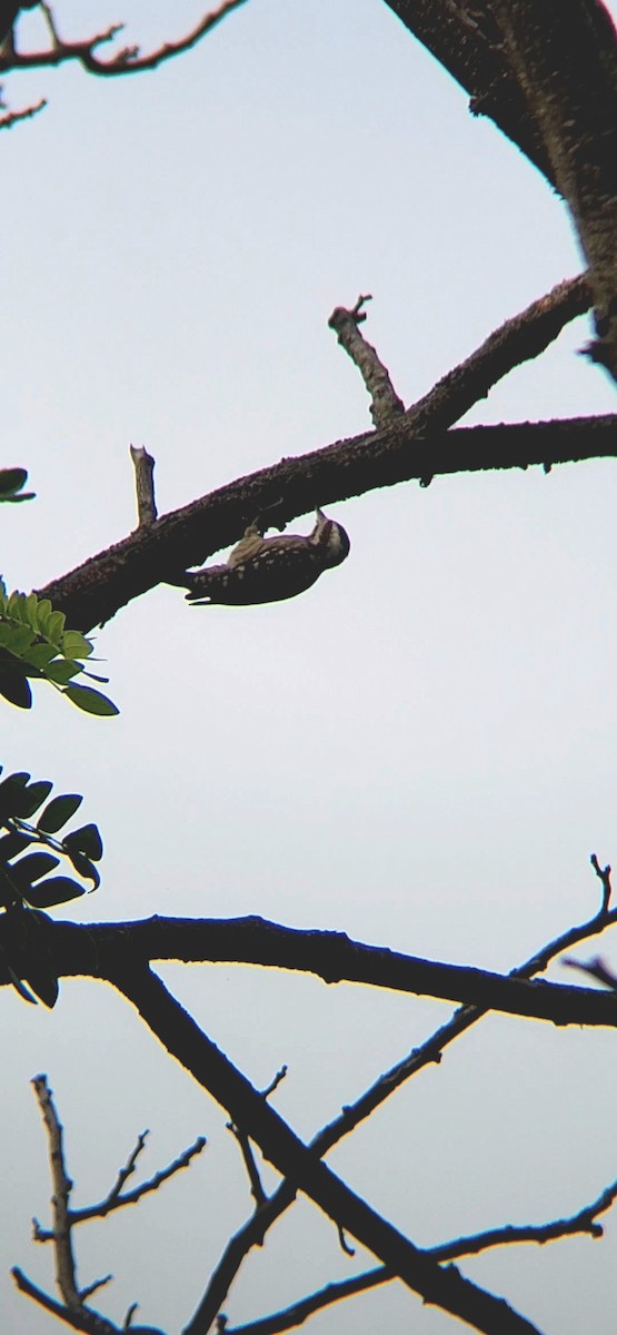 Sunda Pygmy Woodpecker - Octavianti Puspita