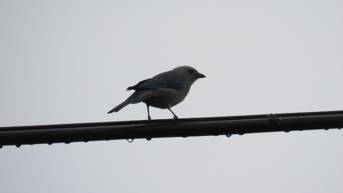 Blue-gray Tanager - ML616637074
