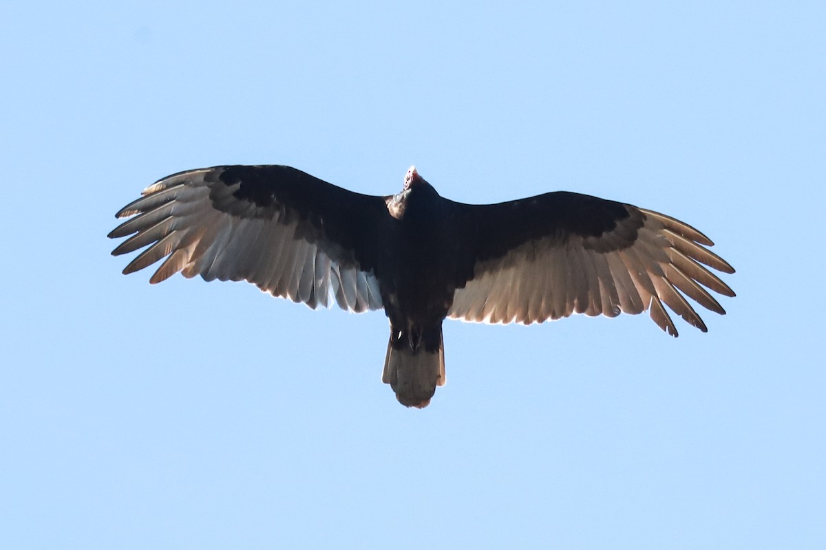 Turkey Vulture - ML616637105