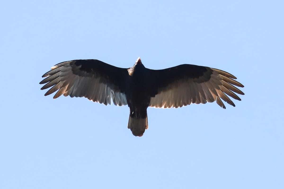 Turkey Vulture - ML616637106