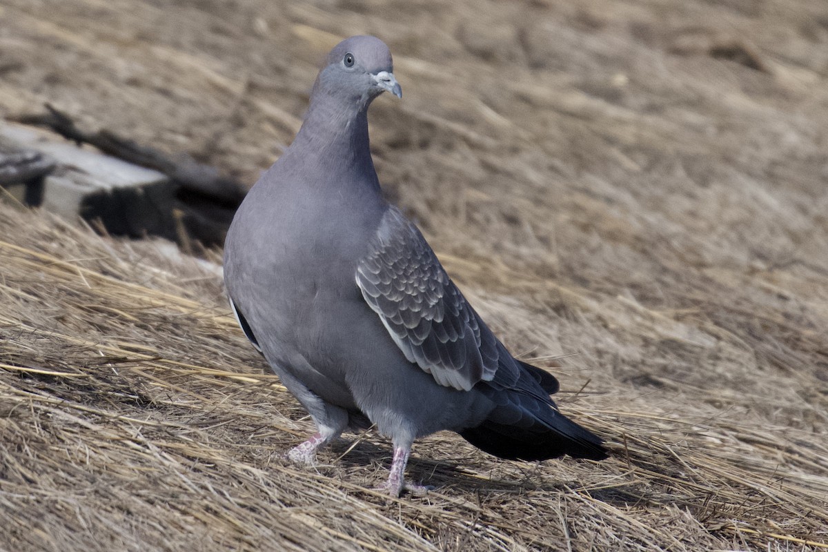Spot-winged Pigeon - ML616637146