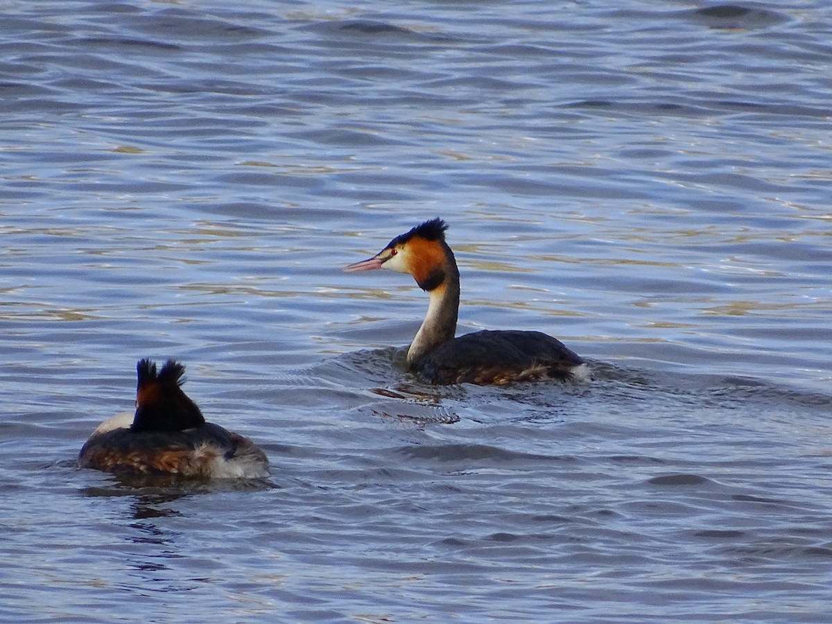 Great Crested Grebe - ML616637186