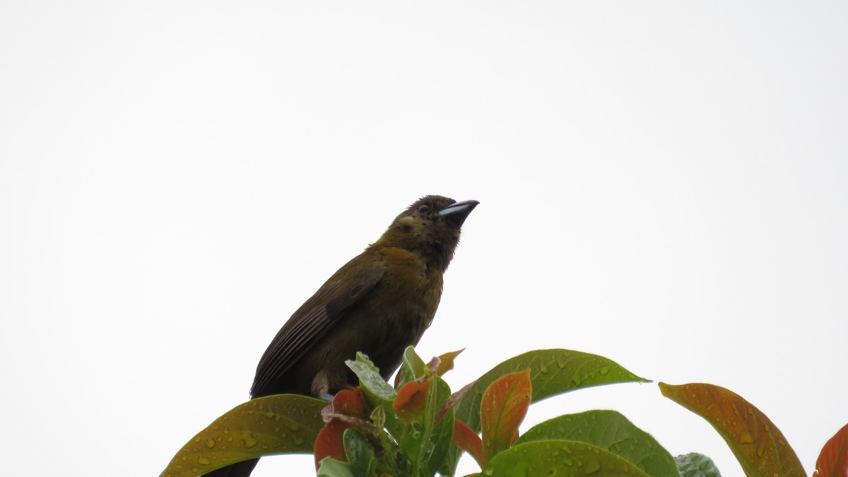 Scarlet-rumped Tanager - ML616637260