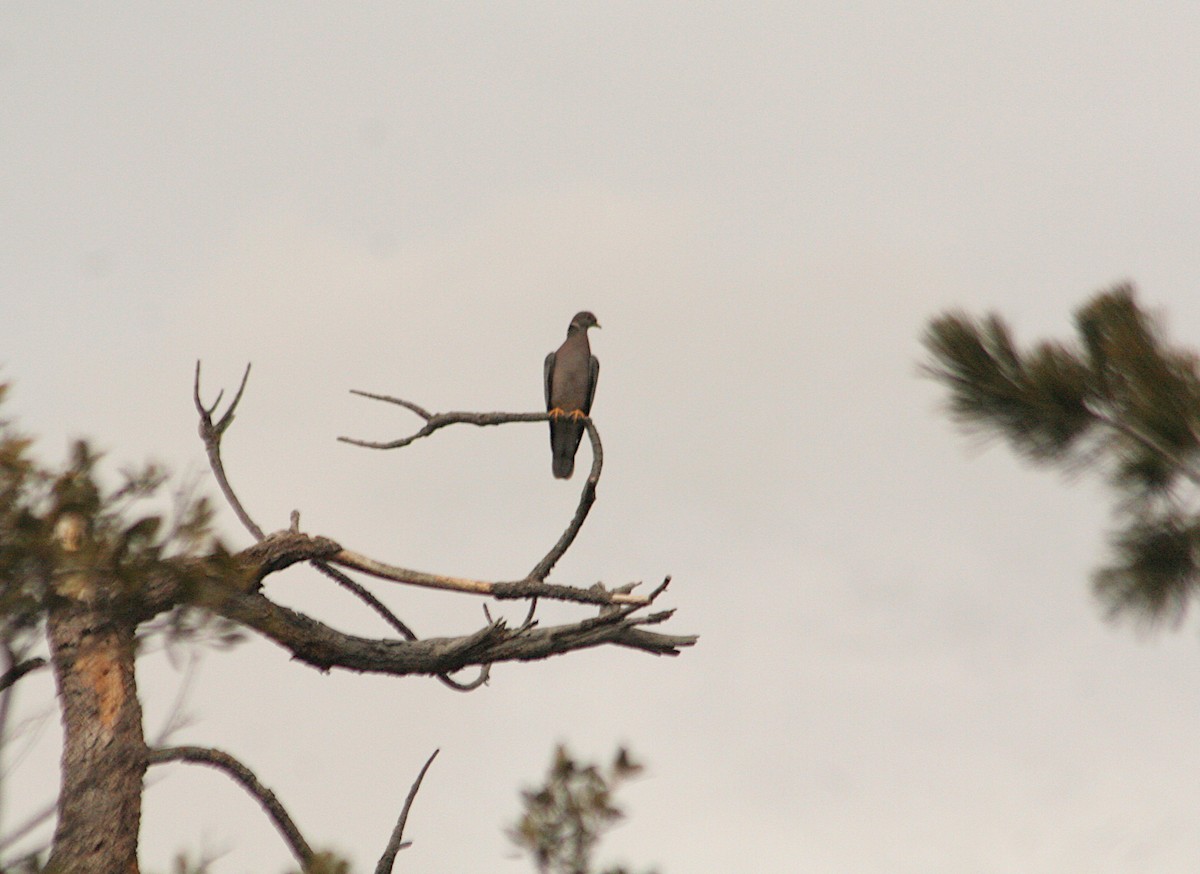 Band-tailed Pigeon (Northern) - ML616637306