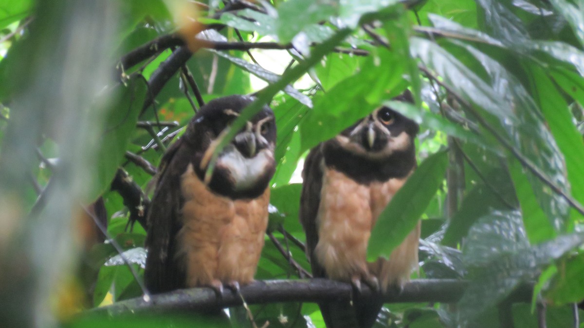 Spectacled Owl - ML616637312