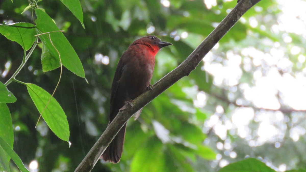 Red-throated Ant-Tanager - Abby Tuerke