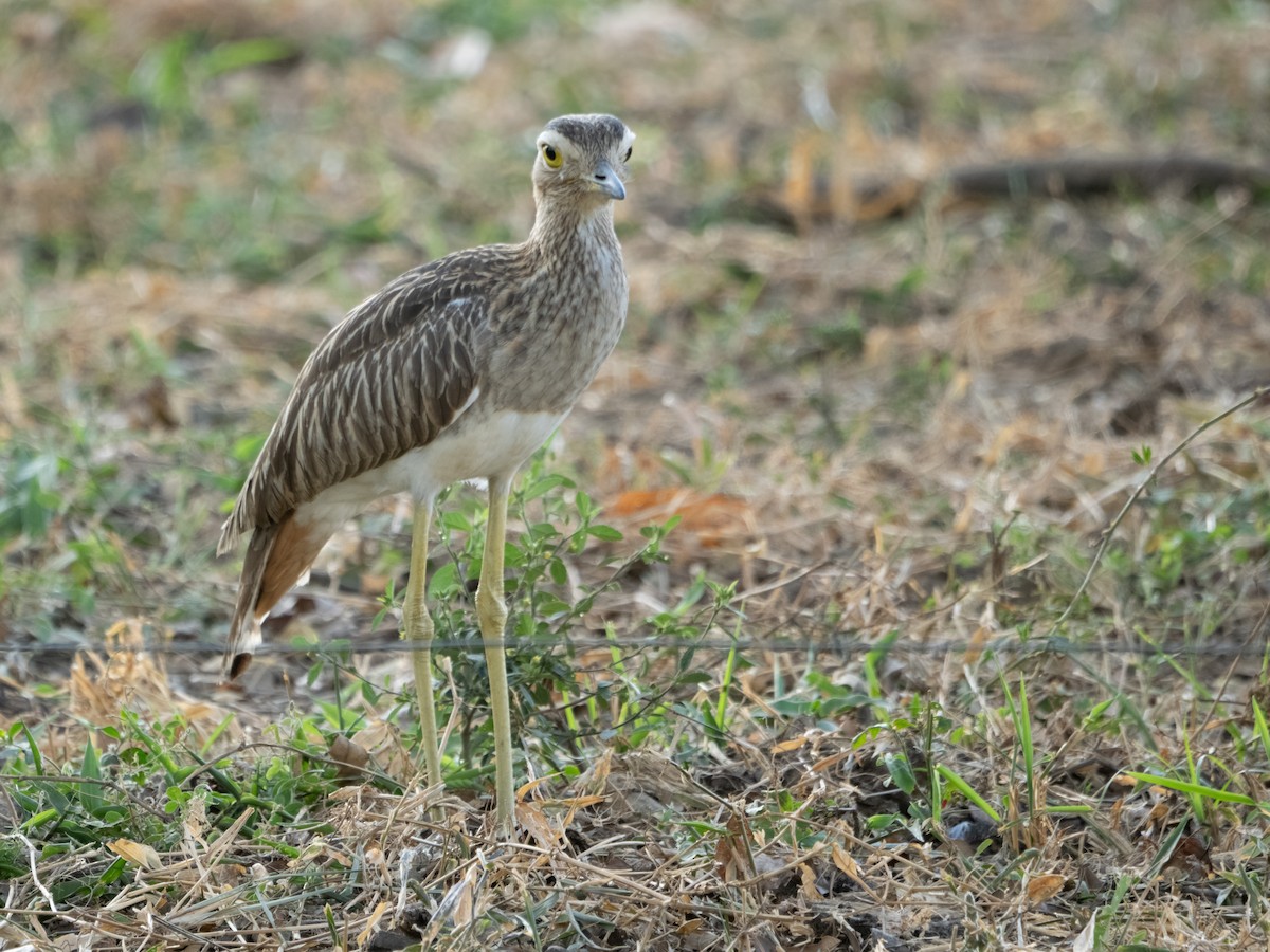 Double-striped Thick-knee - ML616637619