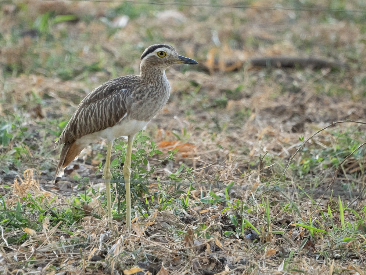 Double-striped Thick-knee - ML616637620