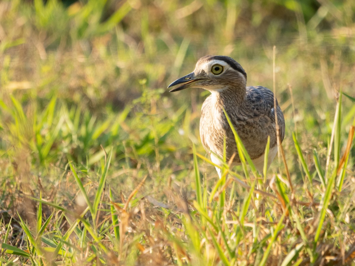 Double-striped Thick-knee - Scott Stafford