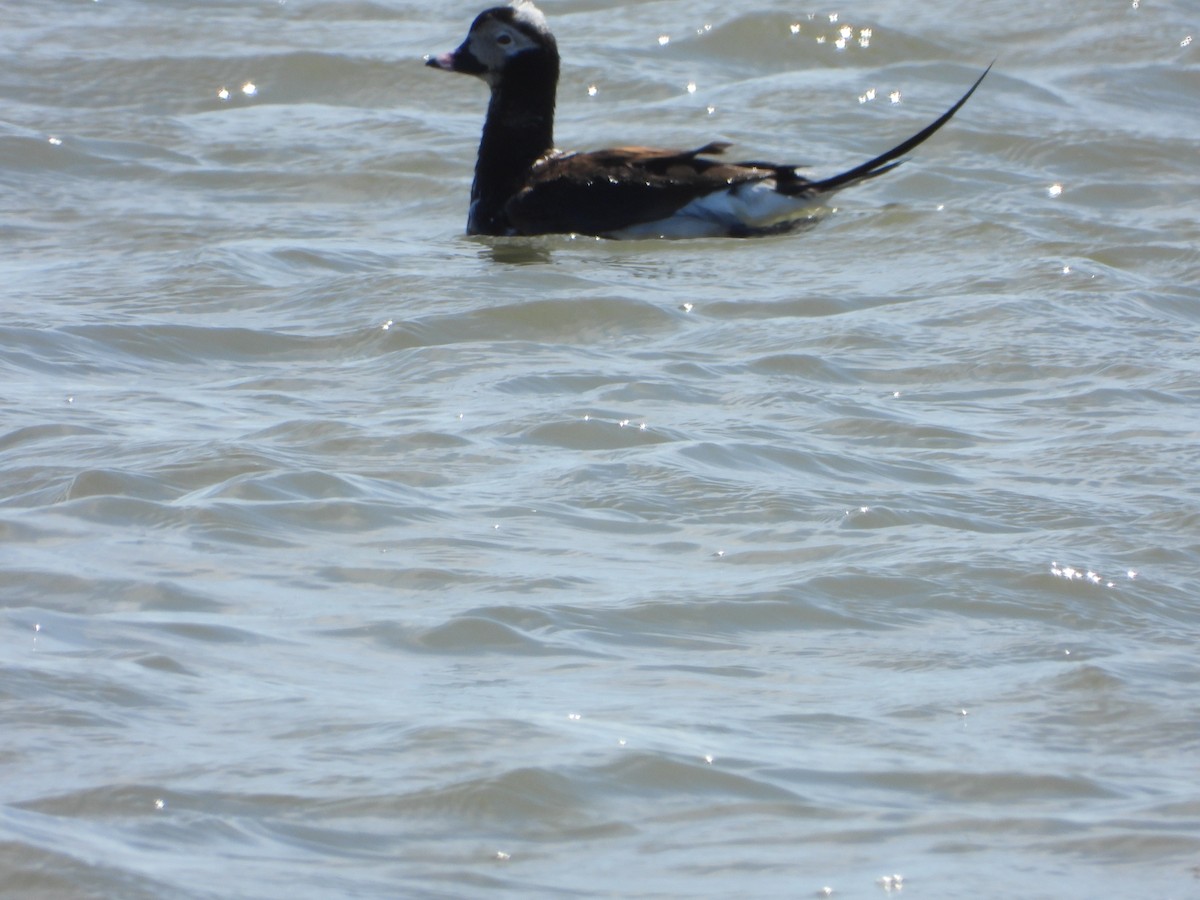 Long-tailed Duck - ML616637623