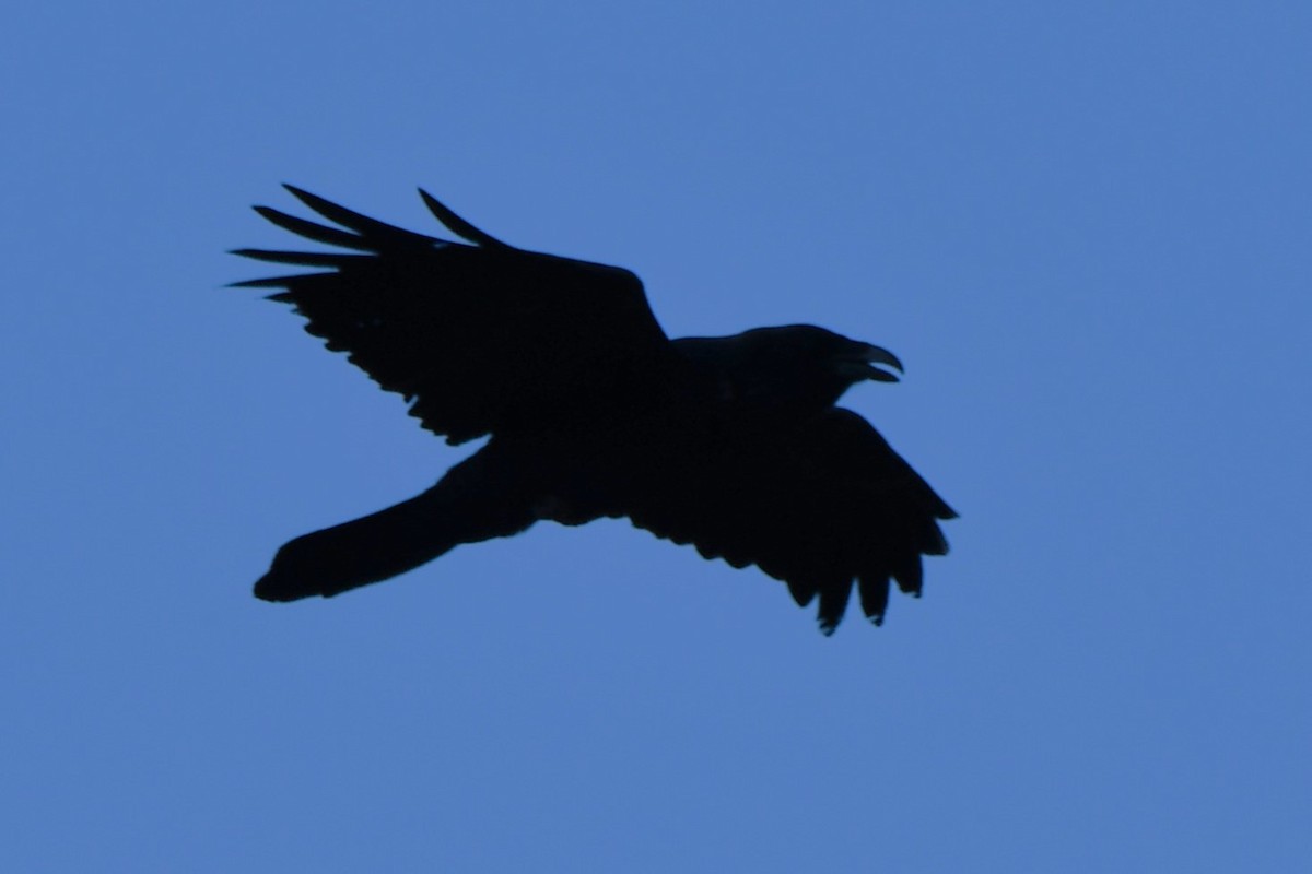 Common Raven - ML616637729
