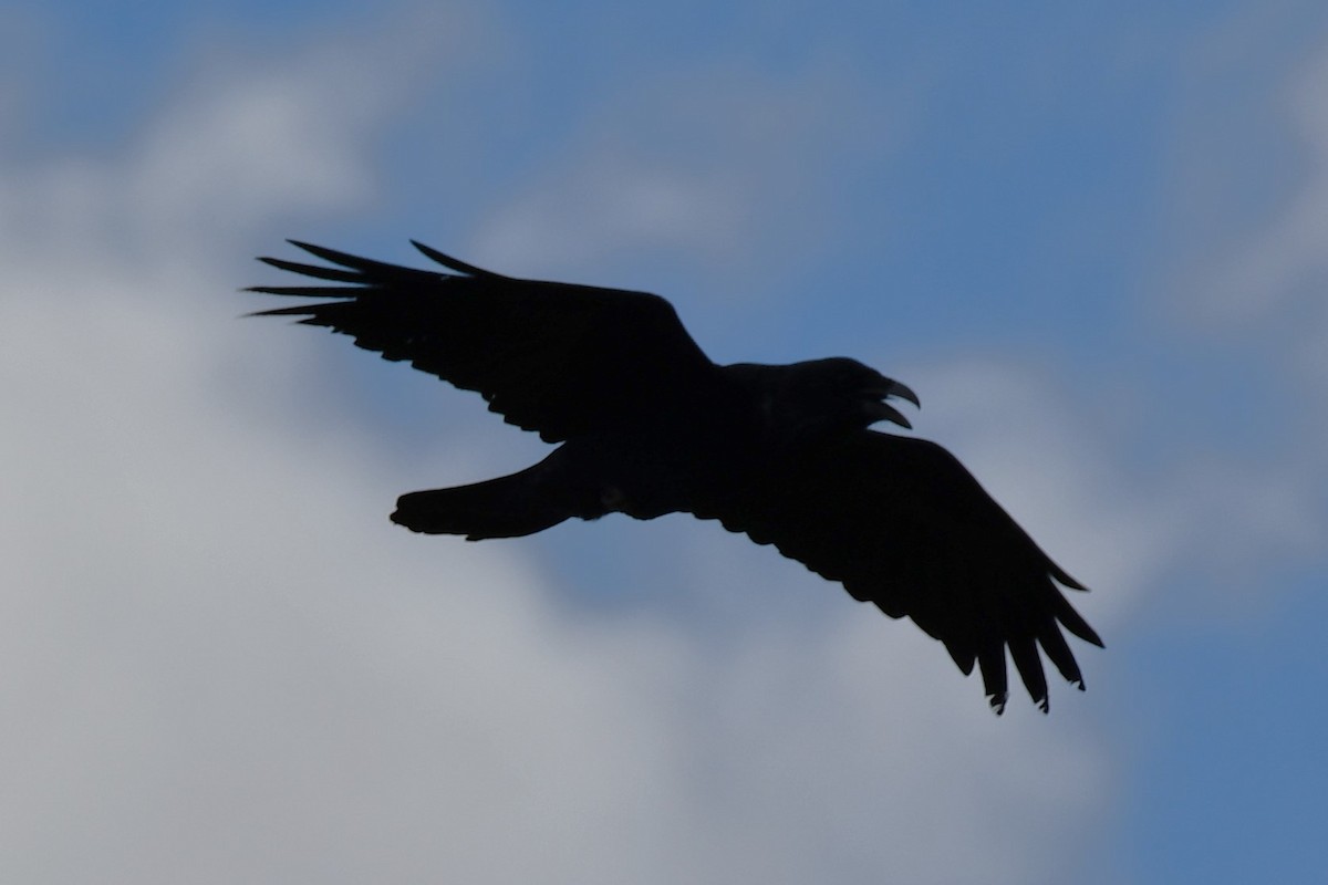 Common Raven - ML616637732