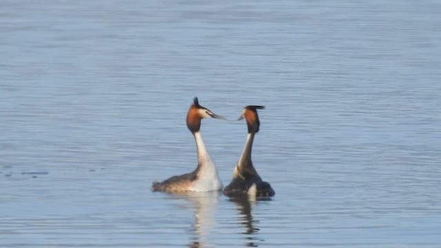Great Crested Grebe - ML616637741