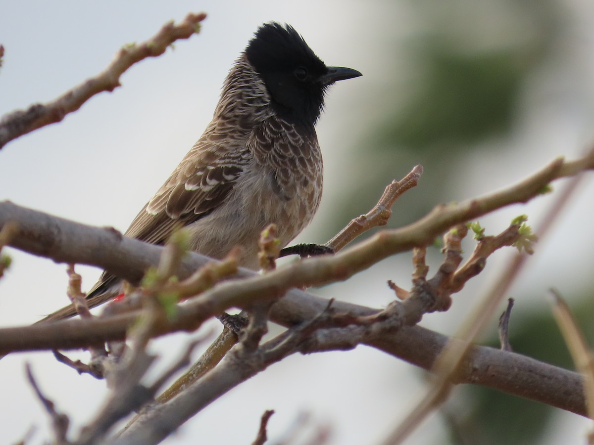 Red-vented Bulbul - ML616637815