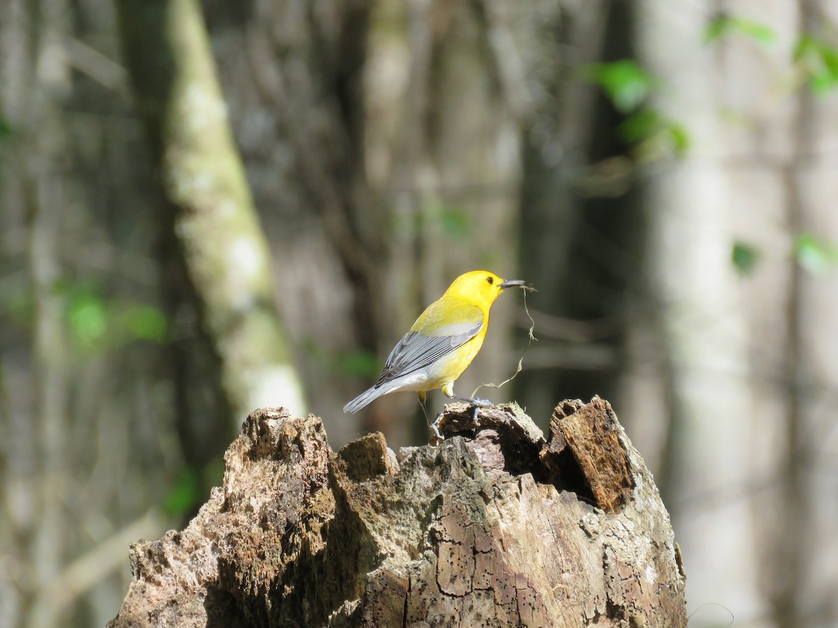 Prothonotary Warbler - ML616638153