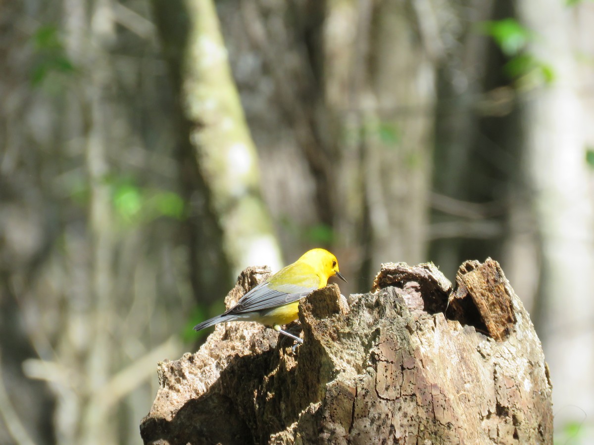 Prothonotary Warbler - ML616638156