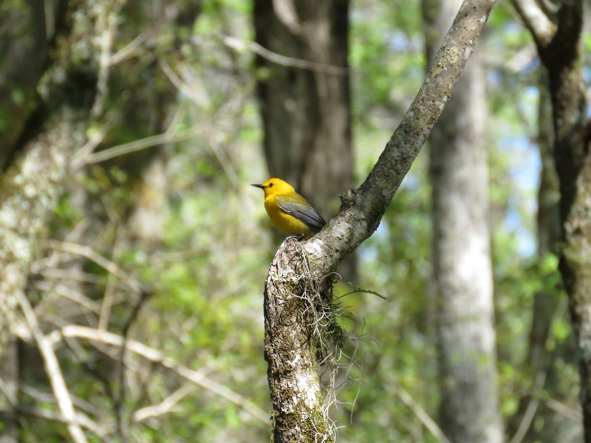 Prothonotary Warbler - ML616638162