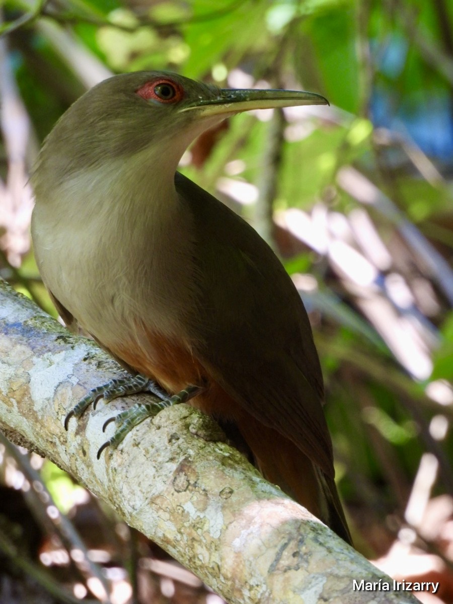 Puerto Rican Lizard-Cuckoo - ML616638438