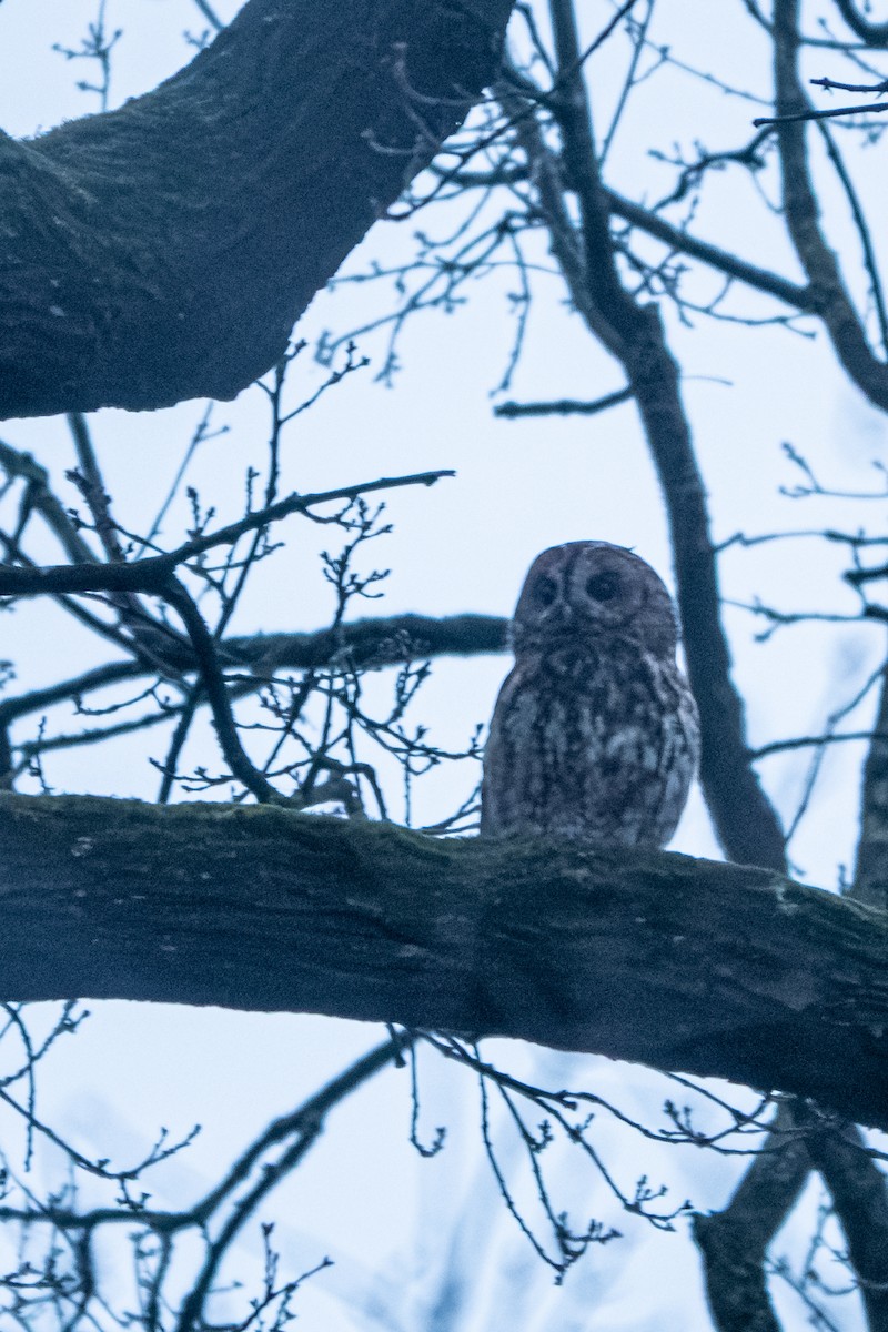Tawny Owl - ML616638480
